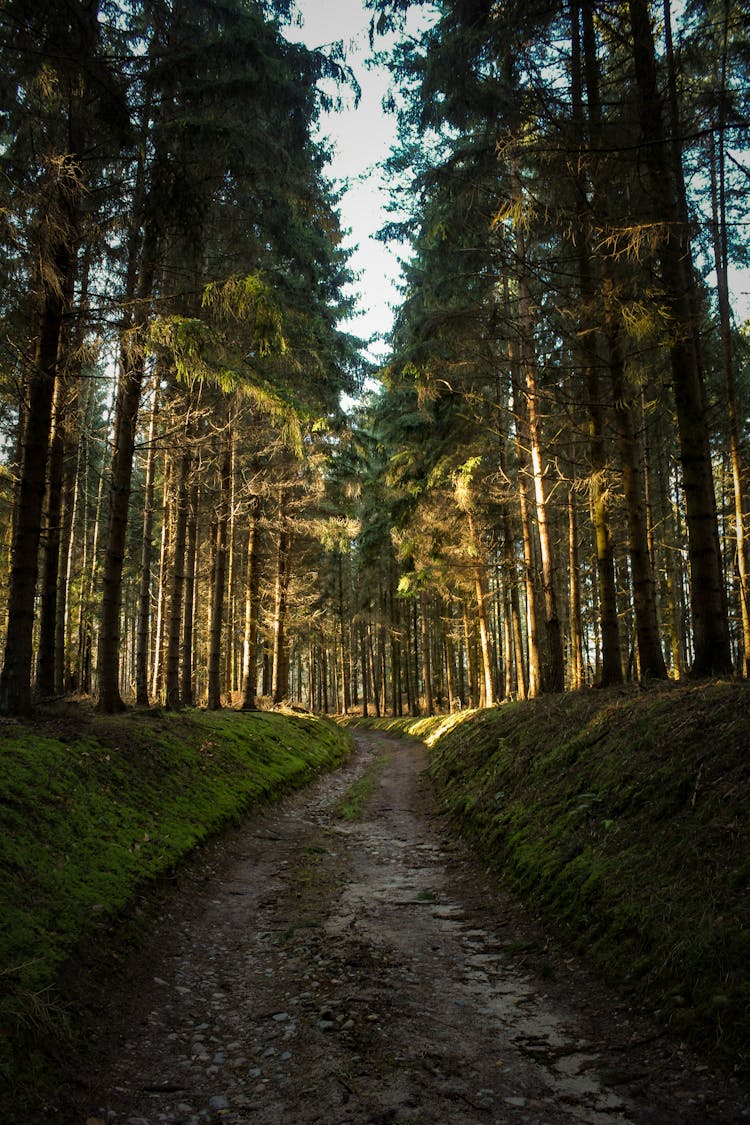 Green Grass Pathway