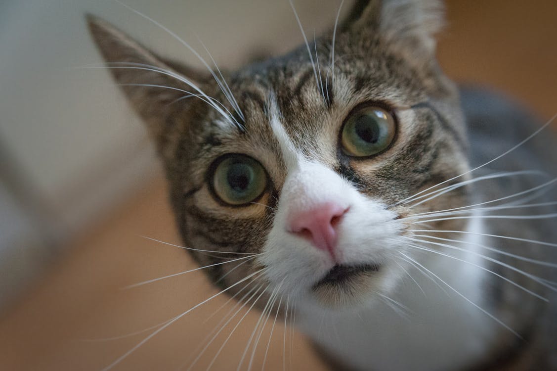 Free Close-up Photo of a Funny Cat Stock Photo