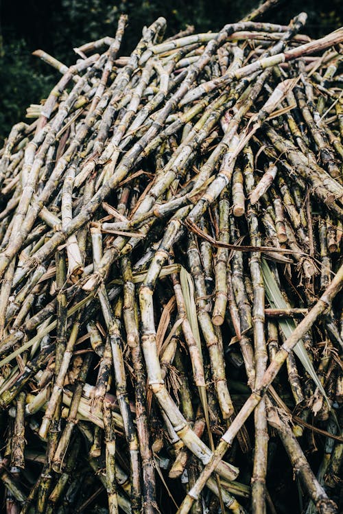 Free Sugar Canes Stock Photo