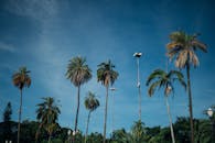 热带风景中，棕榈树高大挺拔，天空晴朗，非常适合旅行或自然主题