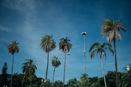热带风景中，棕榈树高大挺拔，天空晴朗，非常适合旅行或自然主题