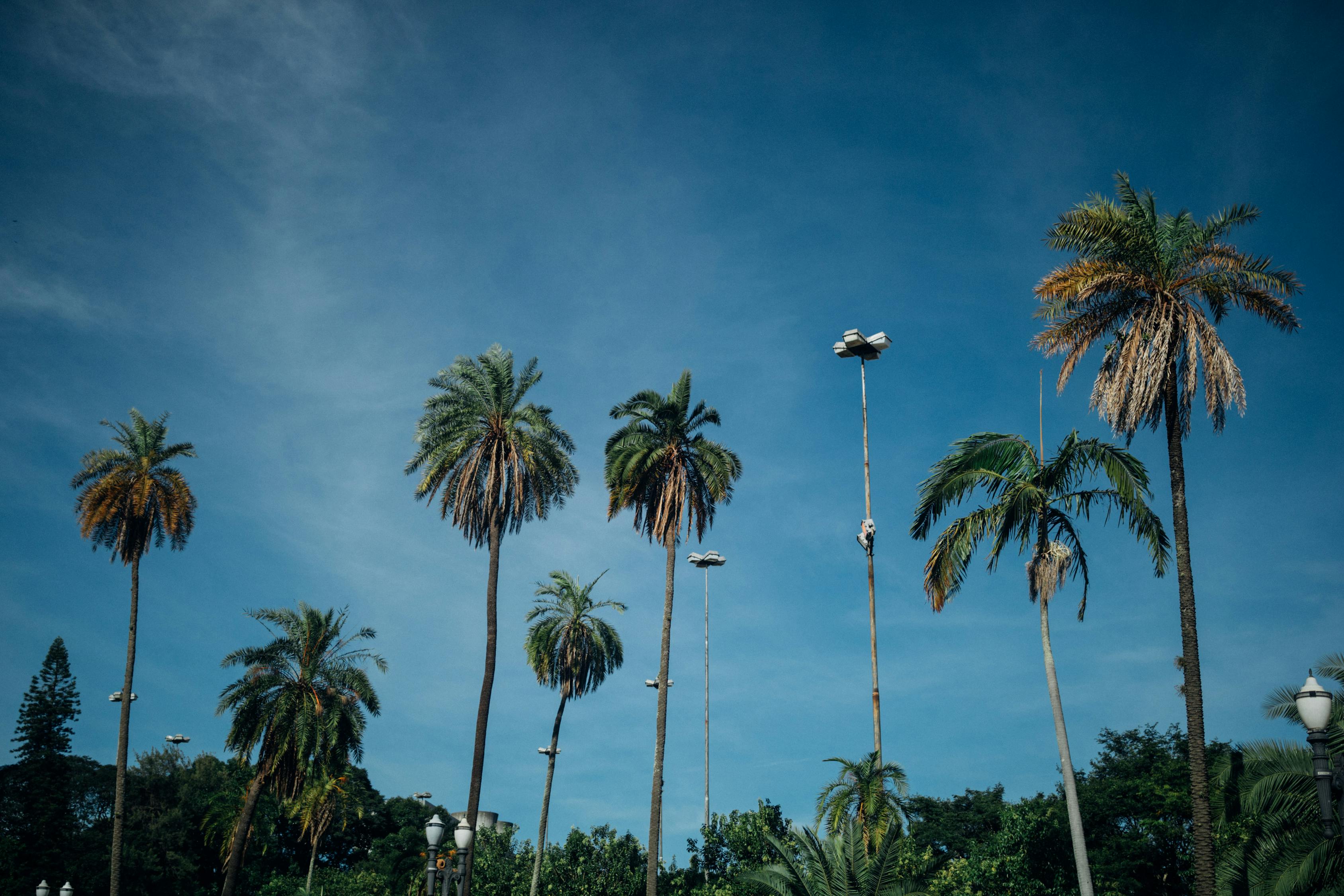 海岛奇兵攻略游戏,全面解析海岛奇兵游戏攻略 海岛奇兵攻略游戏,全面解析海岛奇兵游戏攻略
