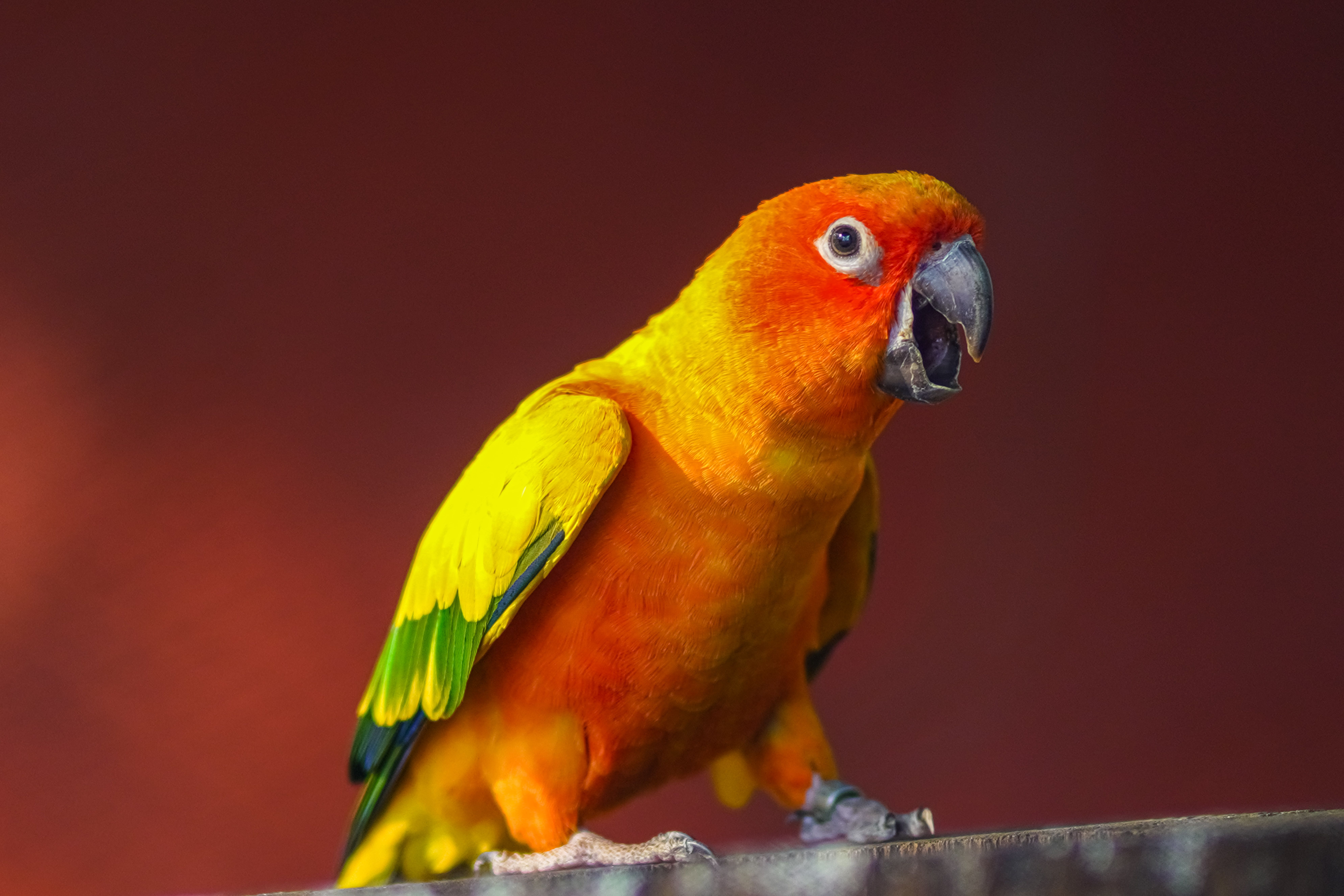 Portrait of a Sun Parakeet · Free Stock Photo