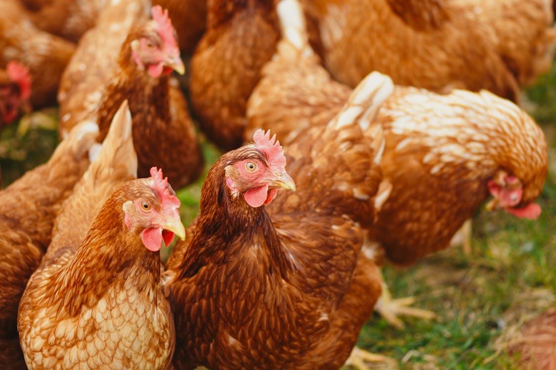 10 Animals You Didn't Know You Could Keep as Pets 1 pexels photo 2255459