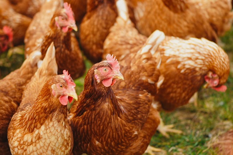 Flock Of Hens On Green Field