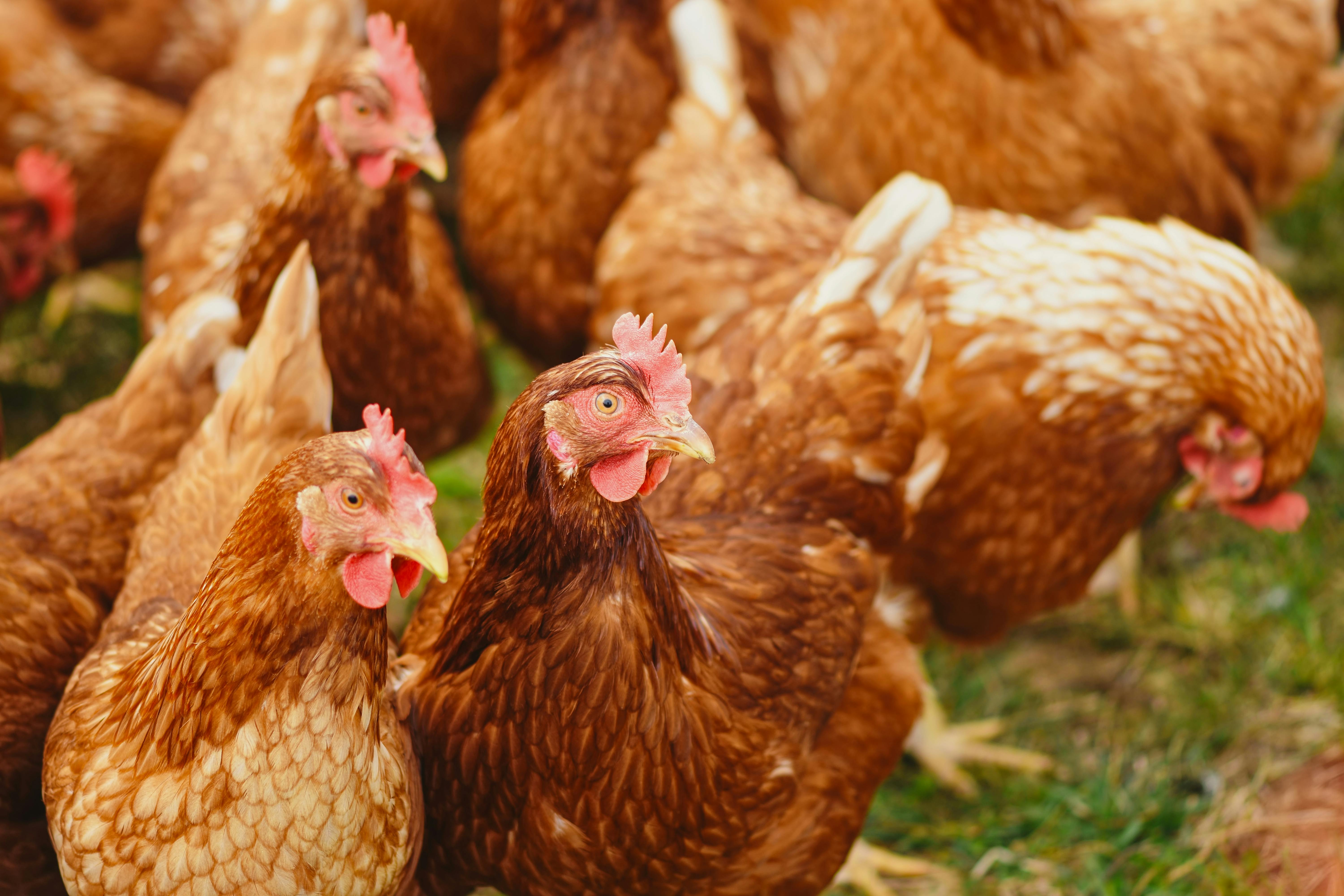 677,602 Chicken Farm Royalty-Free Photos and Stock Images