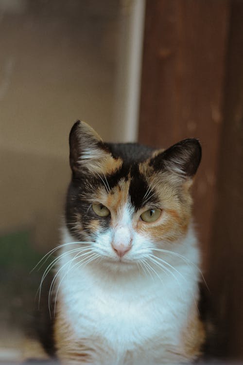 Photo of a calico cat in kolkata, india