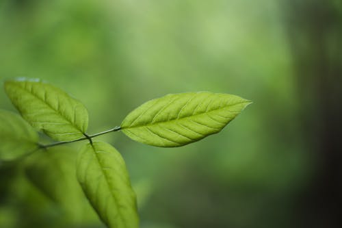 Foto stok gratis berbayang, daun, di luar rumah