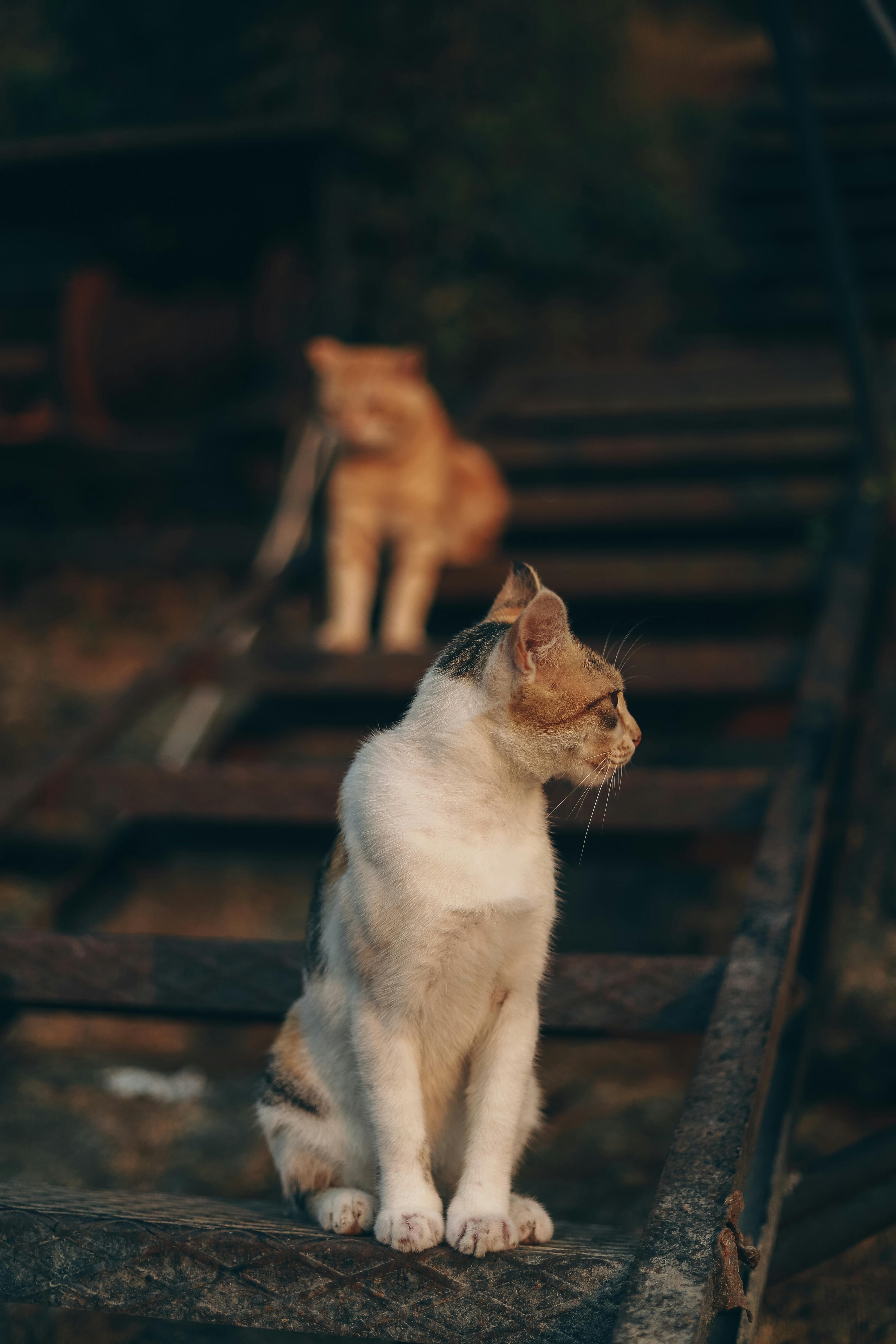 selective focus photo of short haired cat on train rail looking away