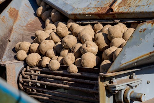 Gratis stockfoto met aardappel, container, detailopname