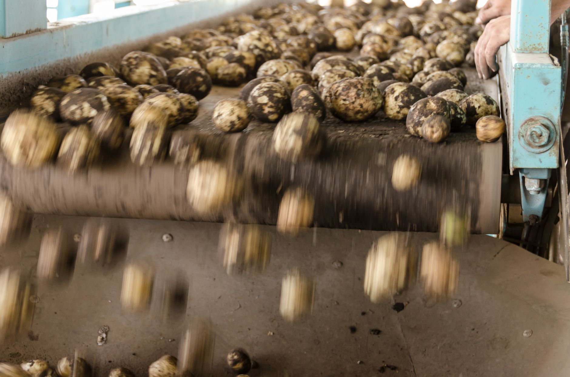 Nuts on the Production Line