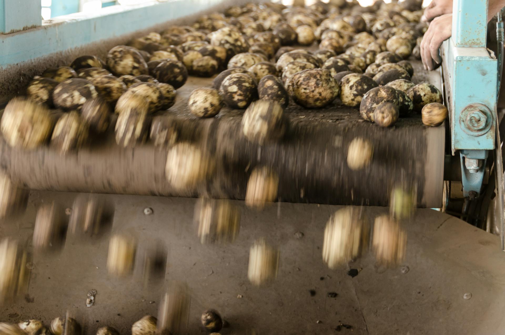 Fallen Eggs from Conveyor
