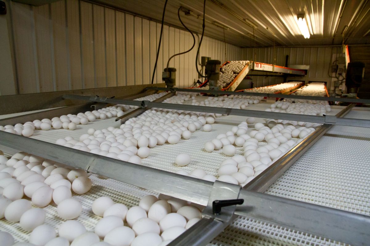 Poultry farm photo