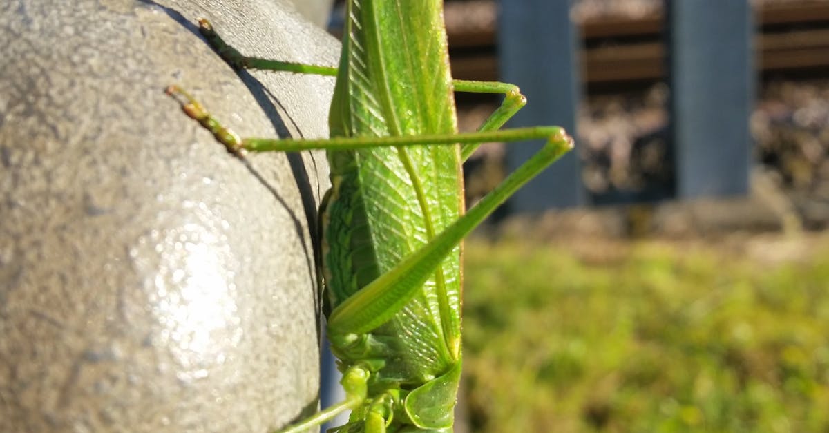 Free stock photo of big, grasshopper