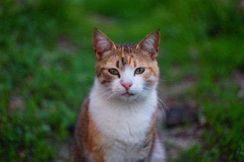 Free stock photo of cat Stock Photo