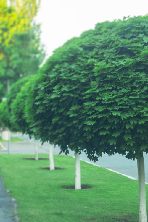 Free stock photo of tree Stock Photo