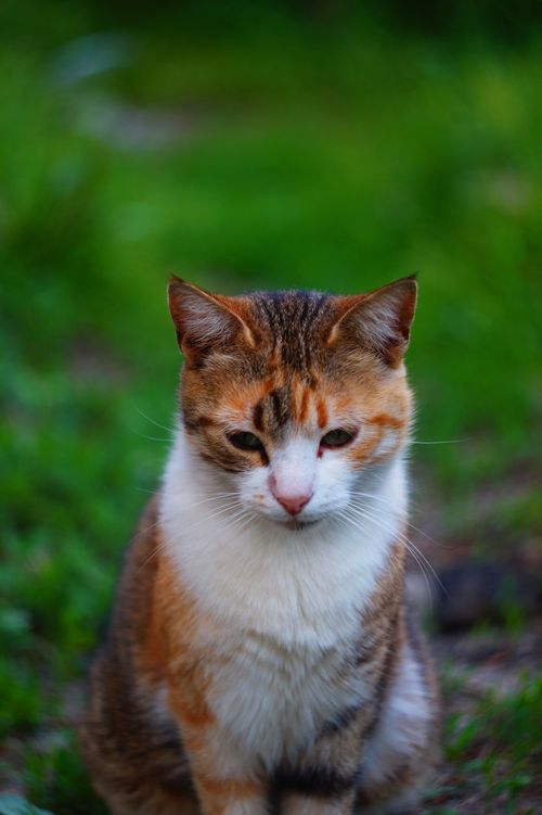 Free stock photo of cat Stock Photo