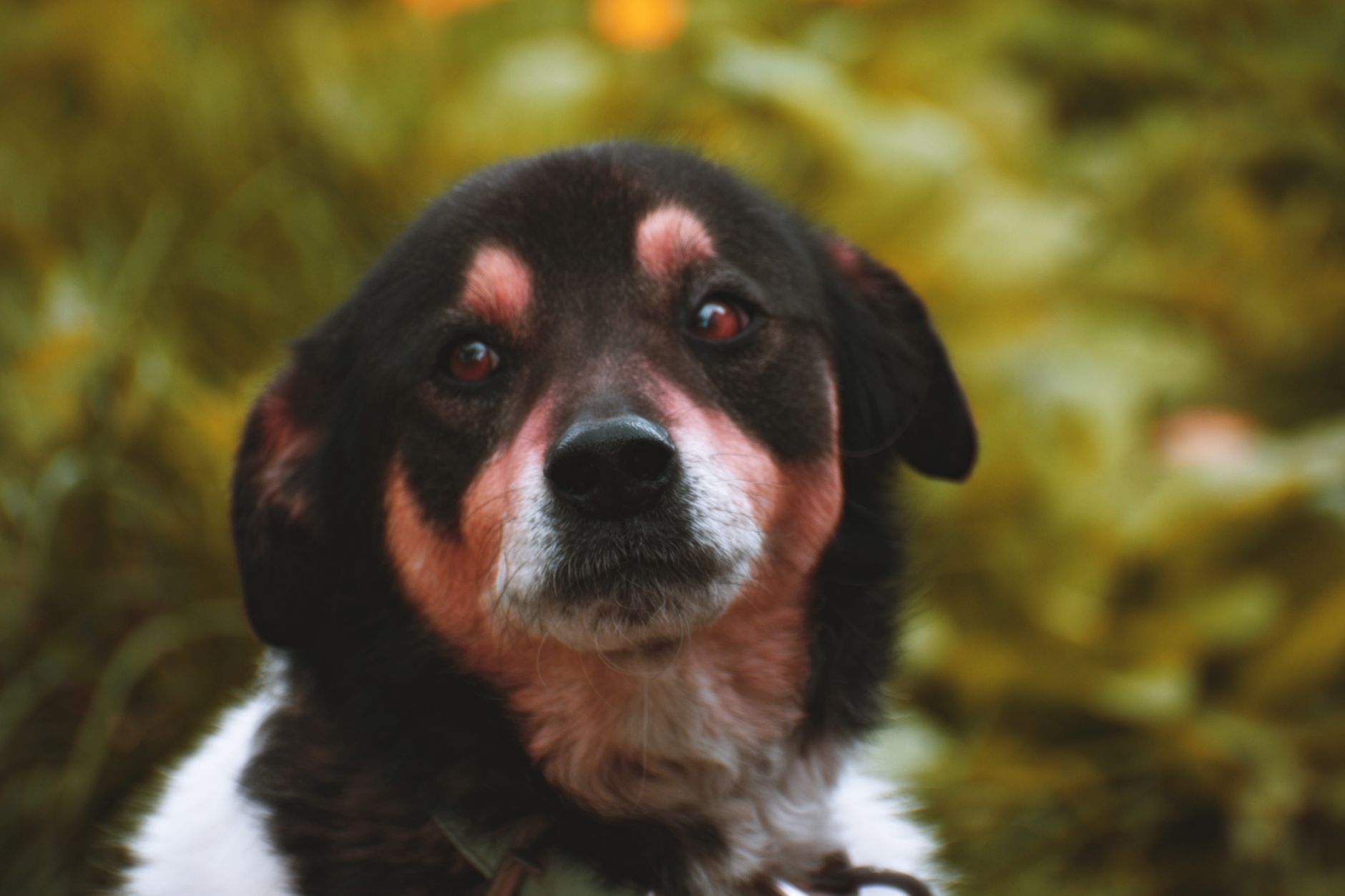 Close-up of a mixed breed dog with expressive eyes in a natural outdoor setting.
