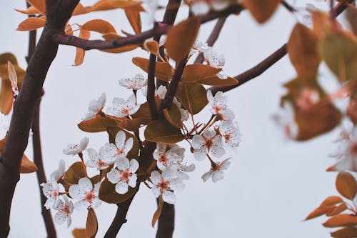 Безкоштовне стокове фото на тему «вишневий цвіт, відділення, дерево»