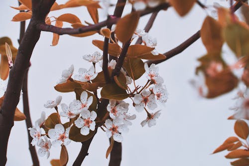 White Petaled Flowers