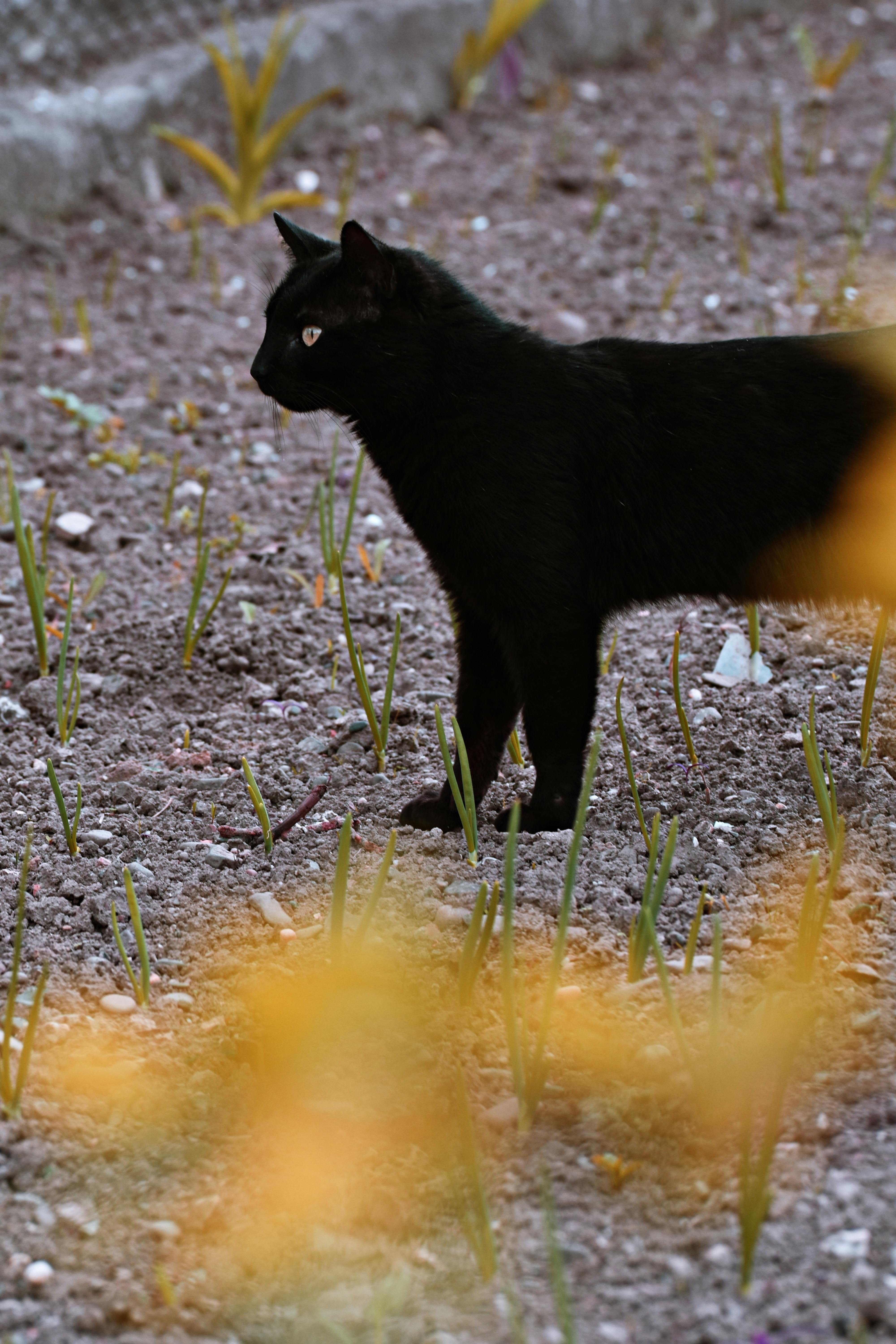 一只黑猫警惕地站在植物环绕的花园田野里