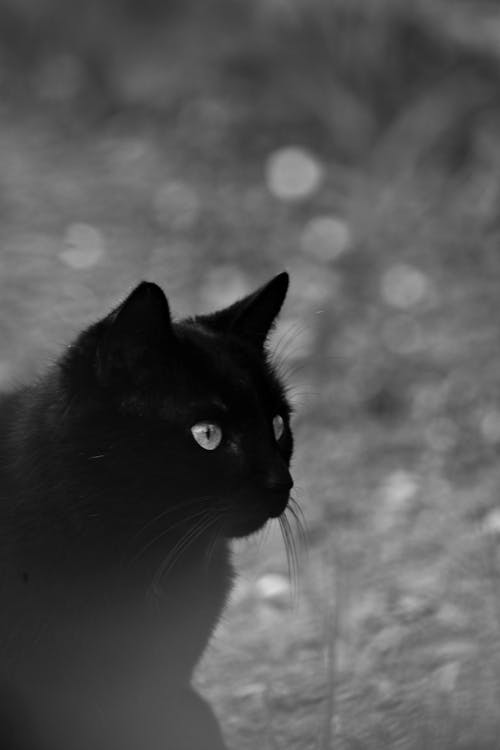Black cat · Free Stock Photo