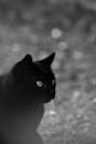 这只迷人的黑猫以单色拍摄，凸显了它光滑的皮毛和锐利的眼神