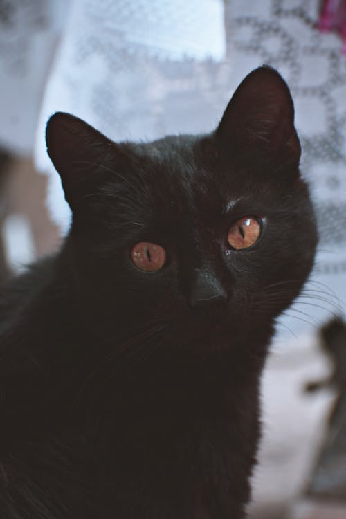 Free Black Cat Stock Photo