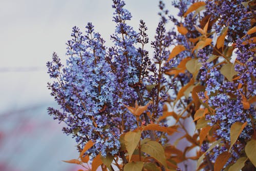 Free 紫の花の写真 Stock Photo