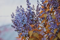 特写镜头中，花园里紫色的丁香花充满活力，橙色的叶子点缀其间