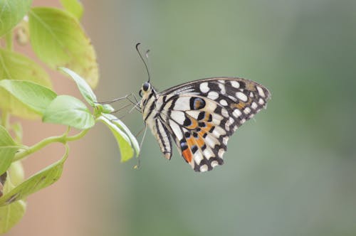 Darmowe zdjęcie z galerii z motyl, zwierzę