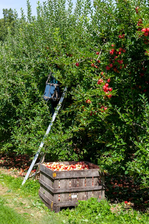 Groenbladige Planten \