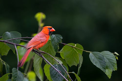 A red bird perched on a branch with green leaves
