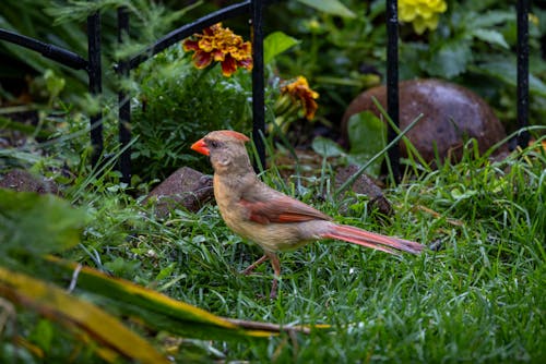 Photos gratuites de cardinal du nord, faune, fond d'écran