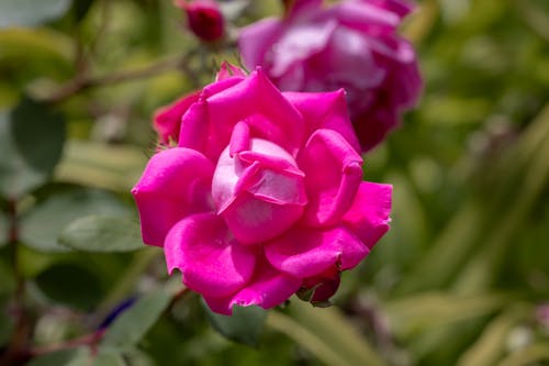 Foto profissional grátis de cor-de-rosa, flores, hd