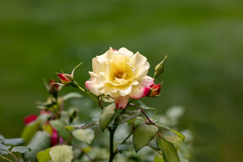คลังภาพถ่ายฟรี ของ hd, ดอกกุหลาบ, ดอกไม้