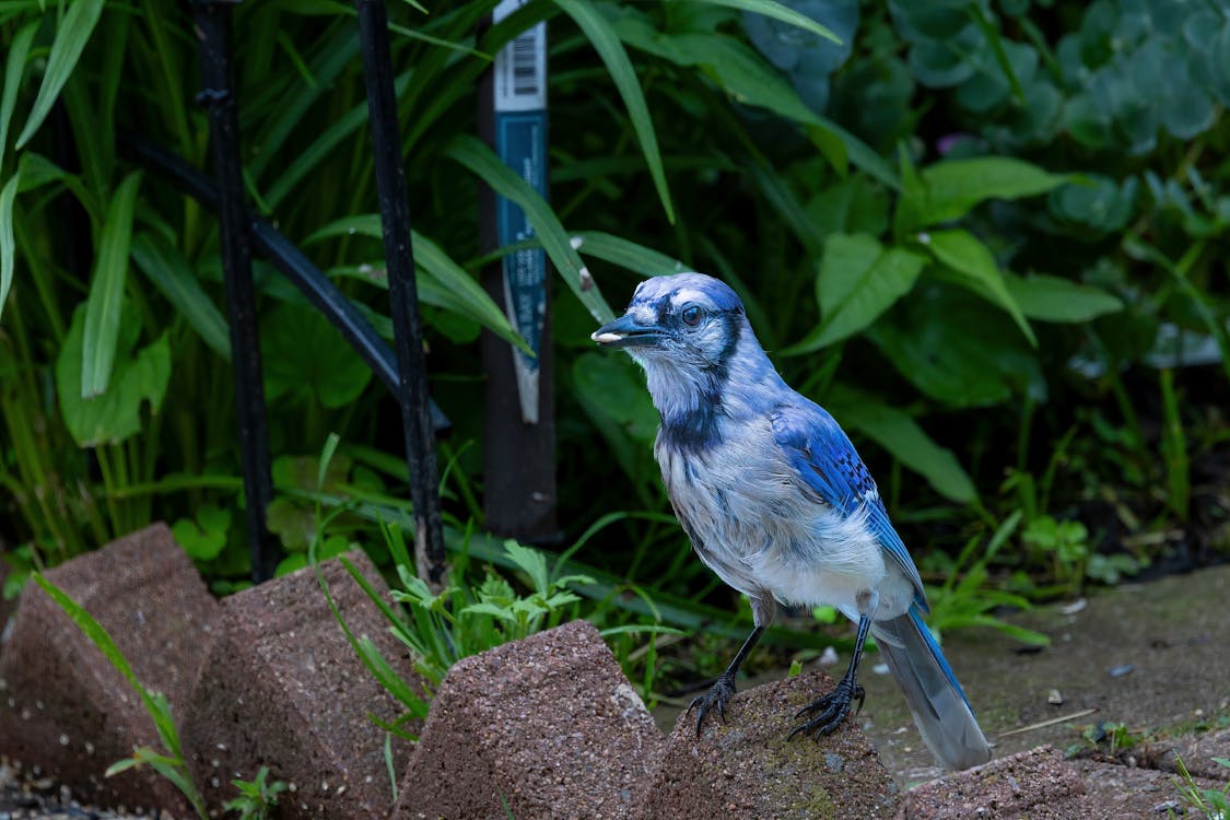 Darmowe zdjęcie z galerii z dzika przyroda, hd, modrosójka błękitna