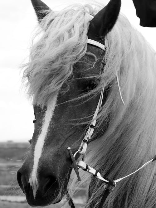A black and white photo of a horse with a bridle