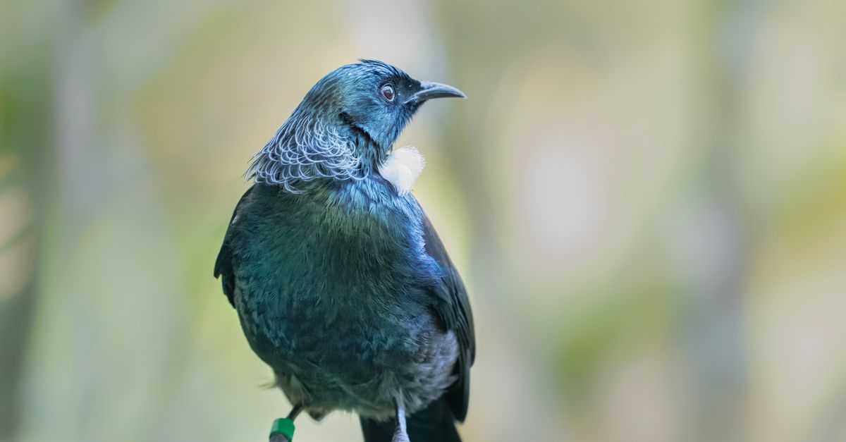 New Zealand confirms second H5 bird flu case in native bird