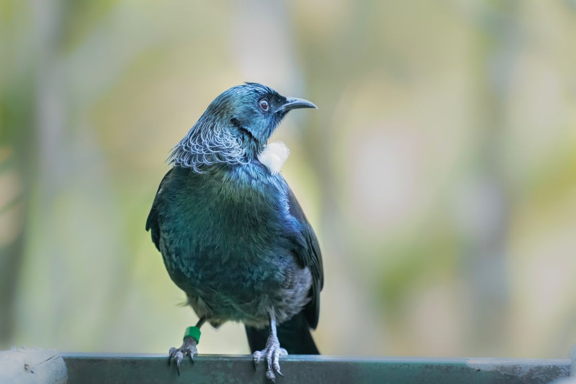 Tui Bird in Close Up · Free Stock Photo