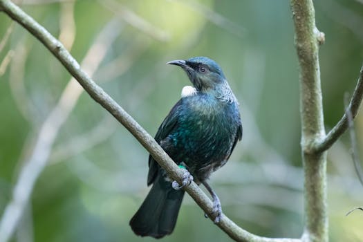 Immagine gratuita di albero, appollaiato, auckland