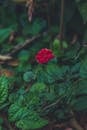 Red Flower With Green Leaves