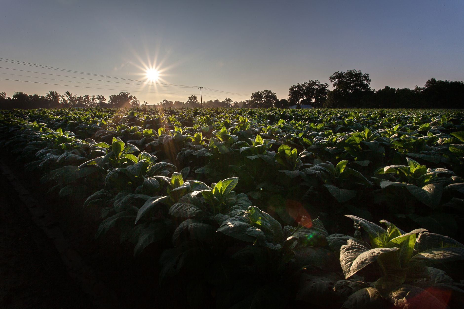 Heat haze over a tobacco field near Springfield in July