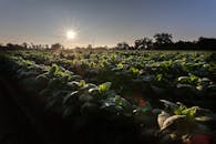 北卡罗来纳州农村，青翠的烟草田上日出，展现出充满活力的绿叶和明亮的晨空