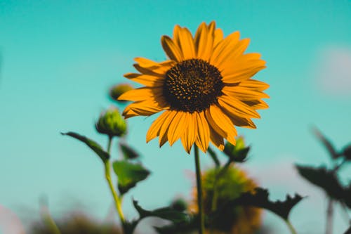 Gelbblättrige Blume In Der Fotografie Mit Selektivem Fokus