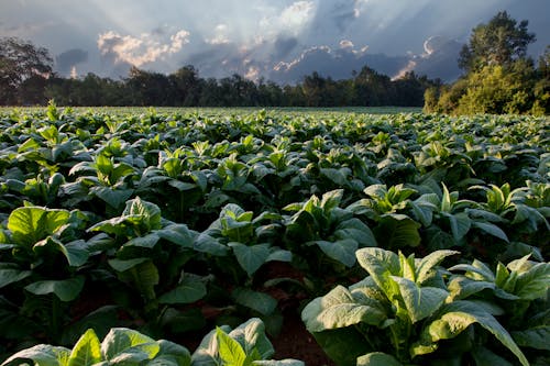 农业领域, 增長, 夏天 的 免费素材图片