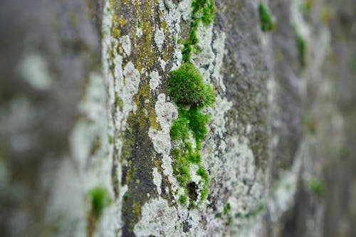 Free stock photo of green, mossy rocks Stock Photo