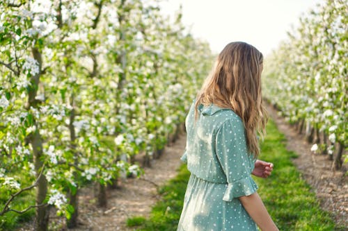 Free stock photo of apple blossom, back view