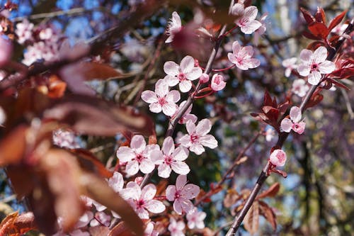 Free stock photo of blossom, pink flowers, spring flowers