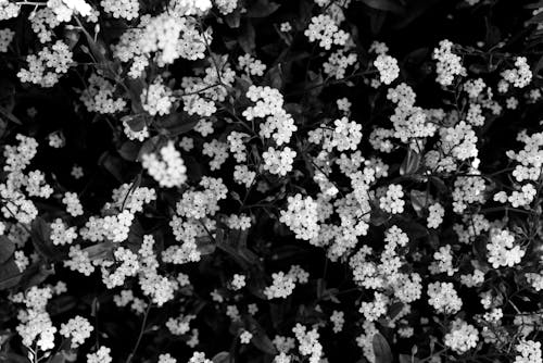 Foto profissional grátis de abundância, branco, flores